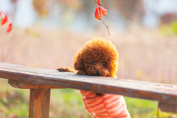 istock A toy poodle in autumn 1723621541