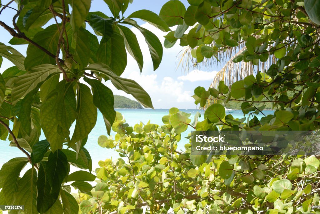 Noni in the Caribbean Landscape "Lush Caribbean Landscape, Maho Bay, St. John, VI" Botany Stock Photo