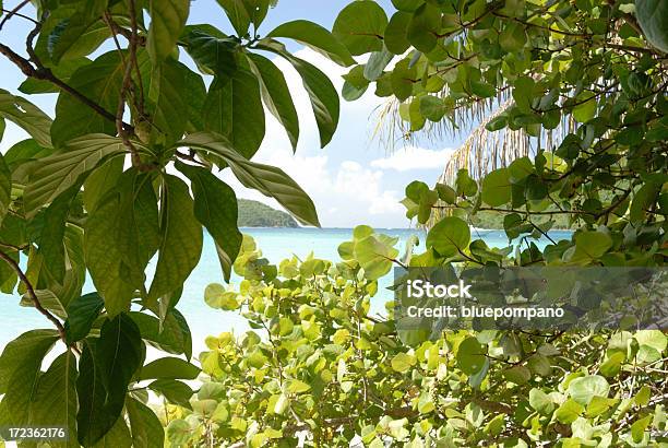 Noni In The Caribbean Landscape Stock Photo - Download Image Now - Botany, Caribbean, Caribbean Culture