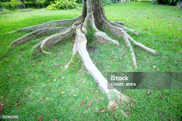 Radici - Fotografie stock e altre immagini di Albero - Albero, Albero tropicale, Bosco