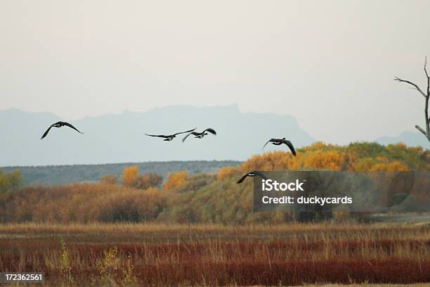 Canadá Gansos En Vuelo Foto de stock y más banco de imágenes de Aire libre - Aire libre, Animal, Animales salvajes