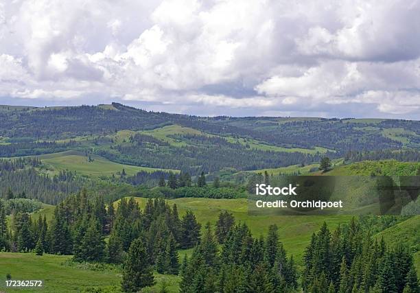 Cypress の丘 - アルバータ州のストックフォトや画像を多数ご用意 - アルバータ州, イトスギ, 丘