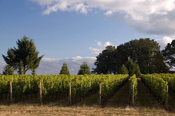 Vineyards in Willamette Valley, Oregon stock photo