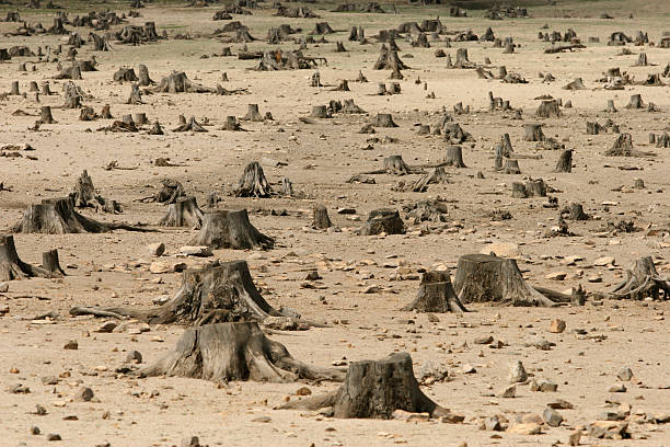 destructed bosque - deforestación desastre ecológico fotografías e imágenes de stock
