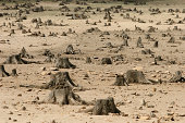 Sad image showing the increase in deforestation