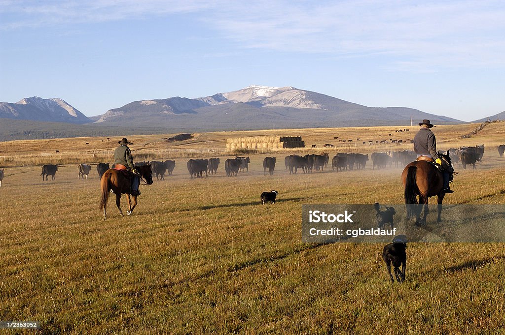 Rearview arreo de ganado - Foto de stock de Arreo de ganado libre de derechos
