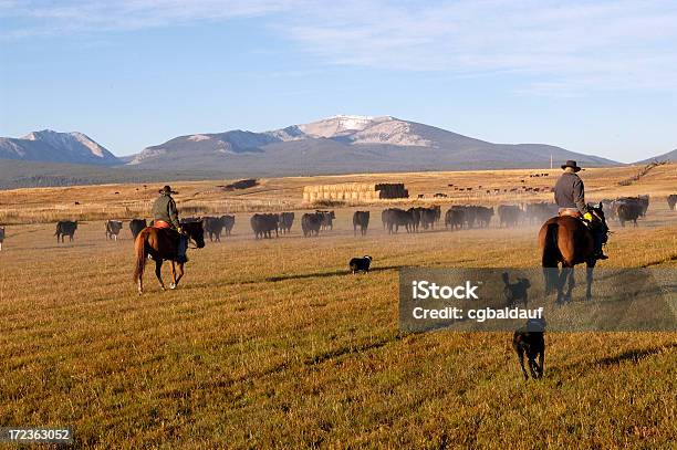 Foto de Retrovisor De Gado e mais fotos de stock de Conduzir gado - Conduzir gado, Gado Doméstico Bovino, Vaqueiro