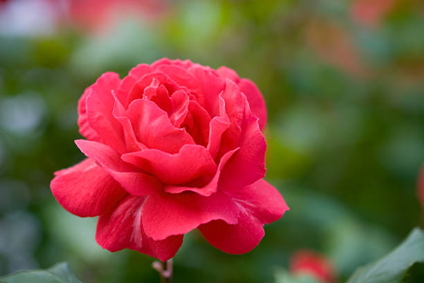 Rosa vermelha no parque - foto de acervo