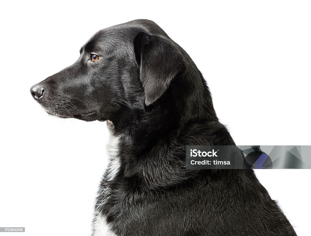 Cabeça e ombros Retrato de Cão - Royalty-free Cão Foto de stock