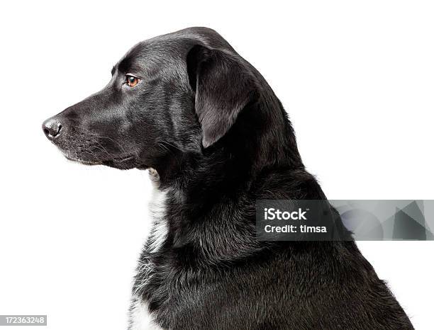 Cabeça E Ombros Retrato De Cão - Fotografias de stock e mais imagens de Cão - Cão, Perfil - Vista Lateral, Cor preta