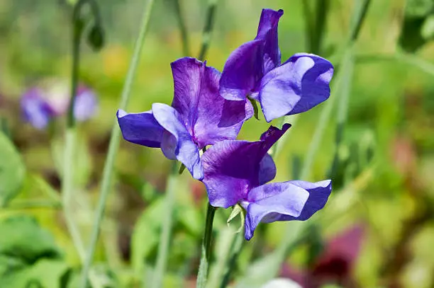 "A Close-up image of some purple/blue sweetpea flowers, growing in a British Kitchen Garden.Taken with a fairly narrow depth of focus centred on the flowers, with green vegetation out of focus in the background."