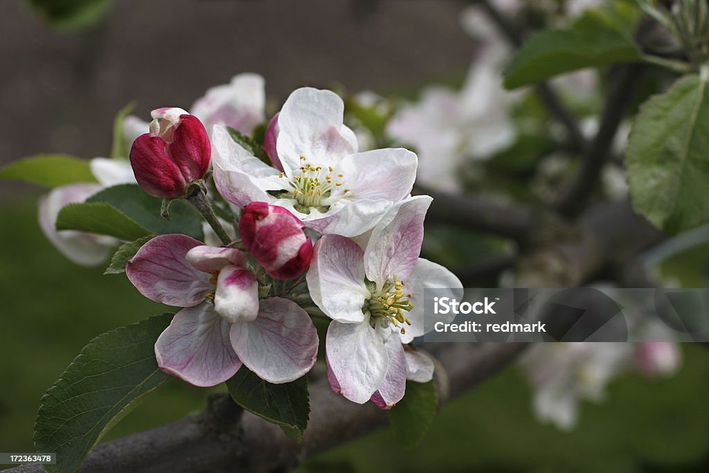 사과나무 잎과 봄-Malus domestica - 로열티 프리 0명 스톡 사진