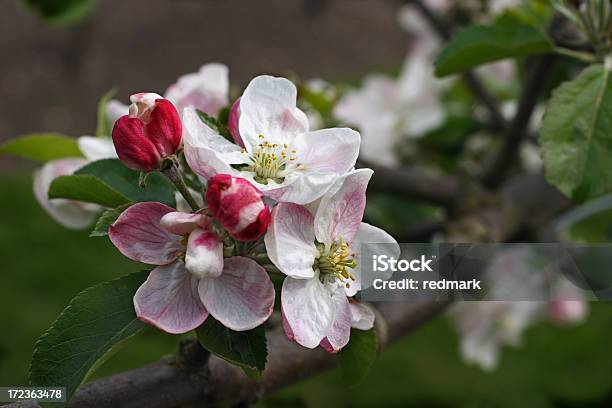 Foto de Flores De Maçã Na Primaveramalus Domestica e mais fotos de stock de Botão - Estágio de flora - Botão - Estágio de flora, Branco, Estame
