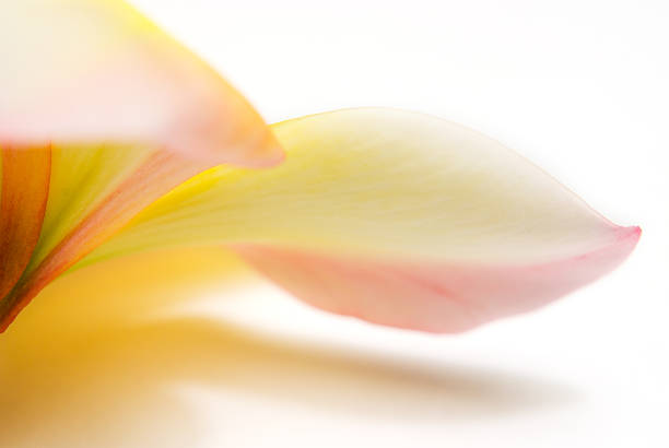 Plumeria Flower Detail stock photo