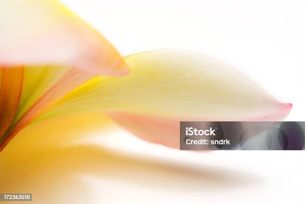 Foto de Plumeria Flores Detalhe e mais fotos de stock de Amarelo - Amarelo, Curva - Forma, Esparso