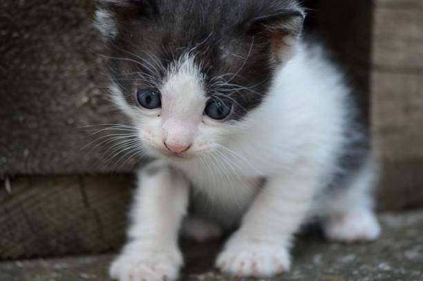 istock a small, cute, colorful kitten 1723636081