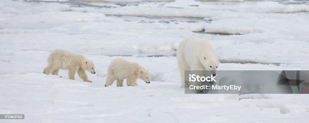 polar bear mother with cubs Polar Bear Stock Photo