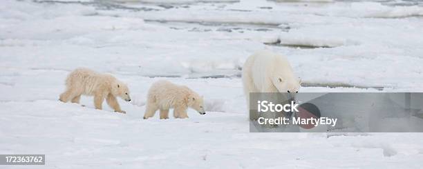 Polar Bear Mother With Cubs Stock Photo - Download Image Now - Polar Bear, Panoramic, Animal