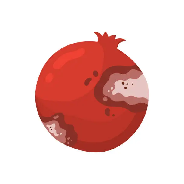 Vector illustration of Rotten pomegranate fruit