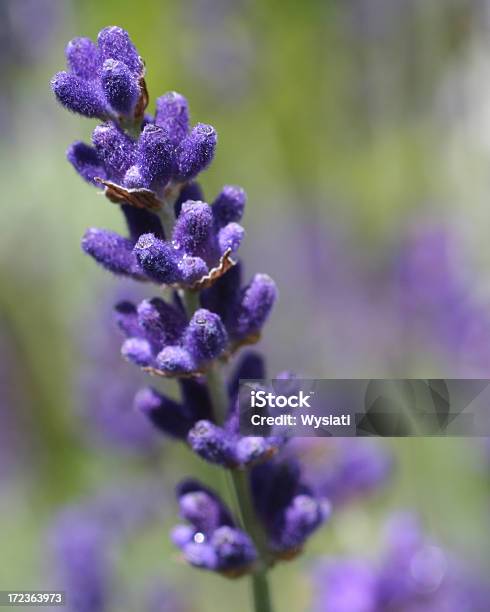 Tappo Lavanda - Fotografie stock e altre immagini di Ambientazione esterna - Ambientazione esterna, Close-up, Colore lavanda