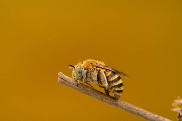 istock small amegilla garrula bee biting a branch yellow background 1723639904