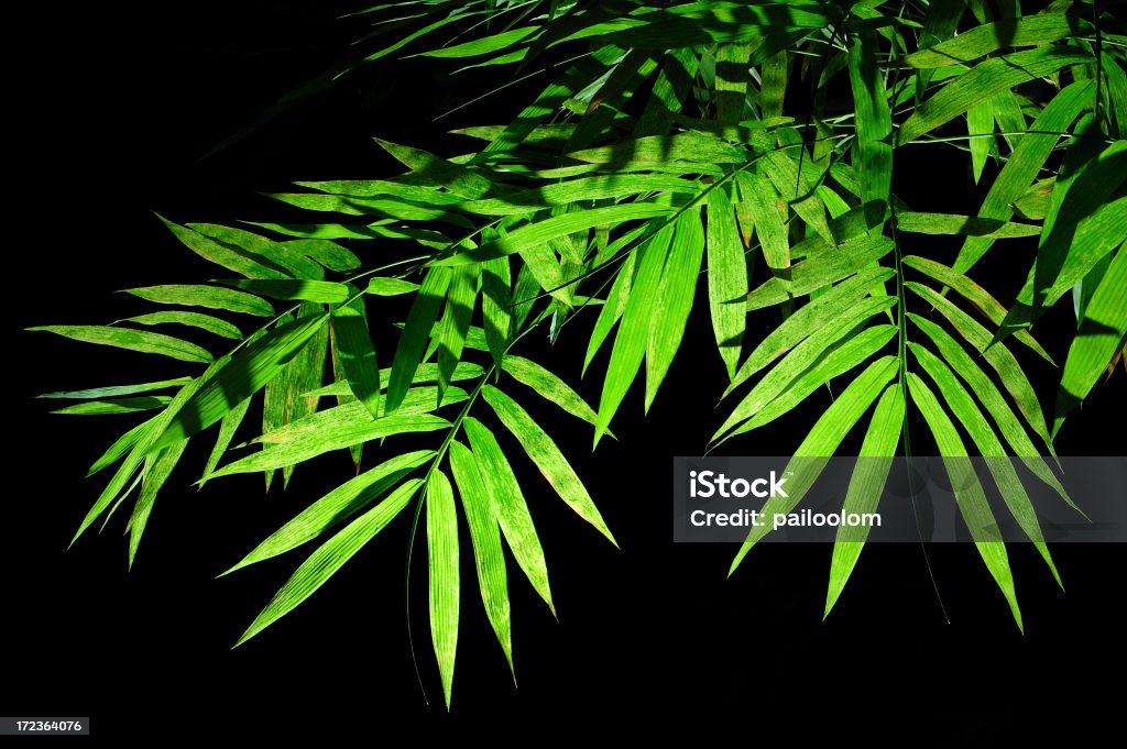 Bamboo leaf Image of bamboo leaf on black background. Backgrounds Stock Photo