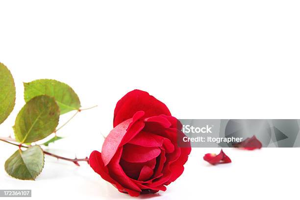 Rose W Dniu Matki - zdjęcia stockowe i więcej obrazów Czerwony - Czerwony, Kwiat - Roślina, Bez ludzi