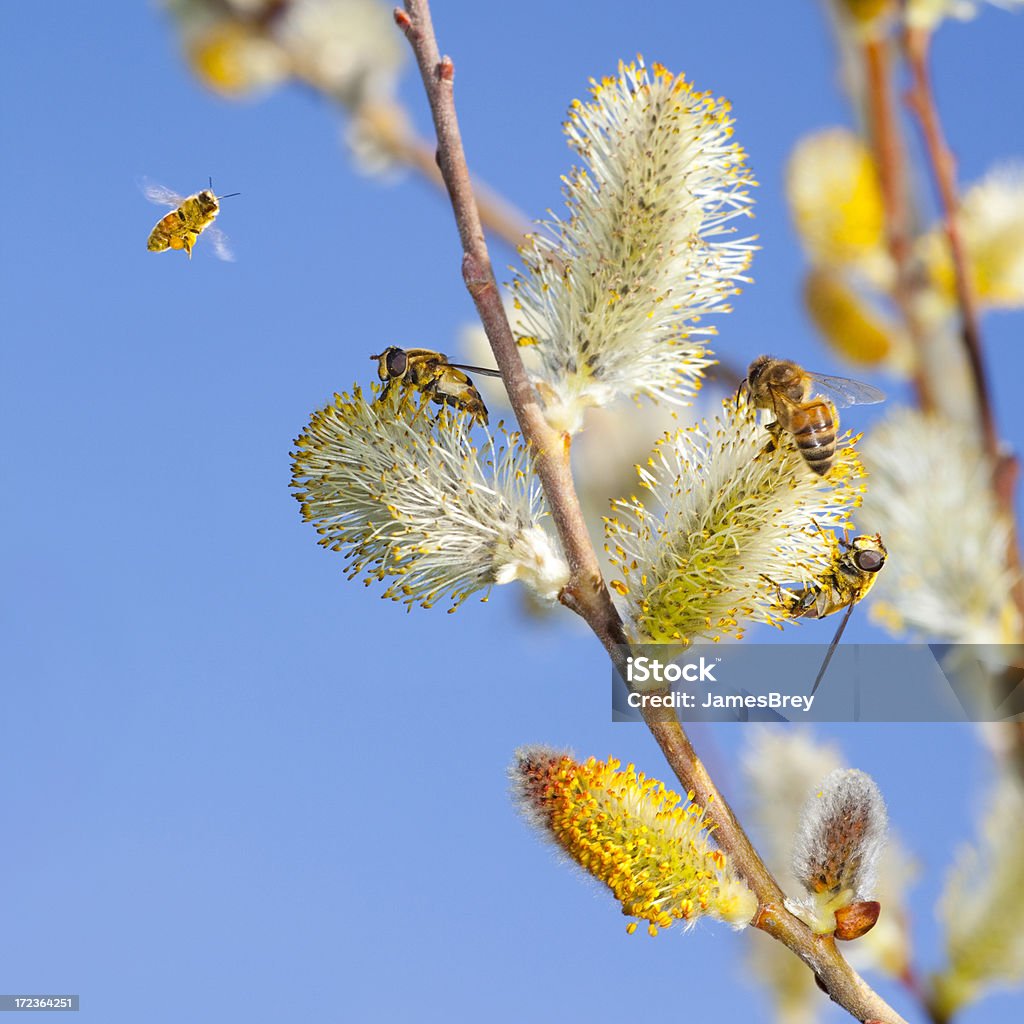 Miel Abeille sur les fleurs en herbe Saule blanc - Photo de Abeille libre de droits