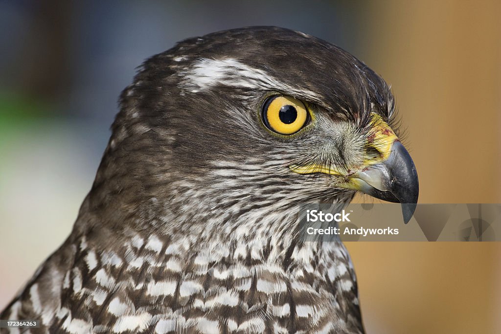 Nördlicher Habicht (Accipiter gentilis) - Lizenzfrei Hühnerhabicht Stock-Foto