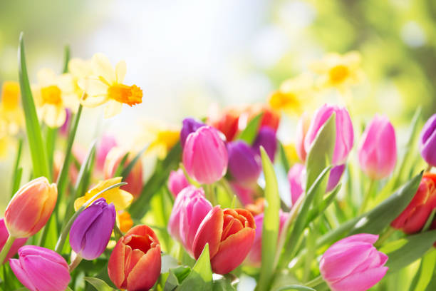 Colorful tulips  and daffodils on nature background