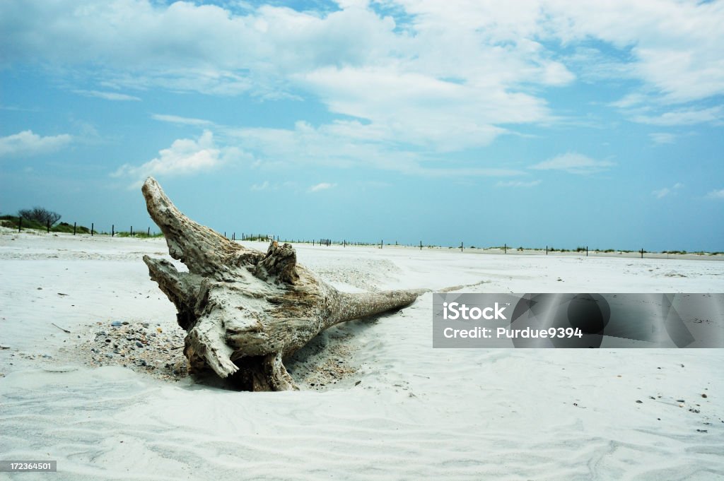 Driftwood su una spiaggia di Amelia Island - Foto stock royalty-free di Bellezza naturale