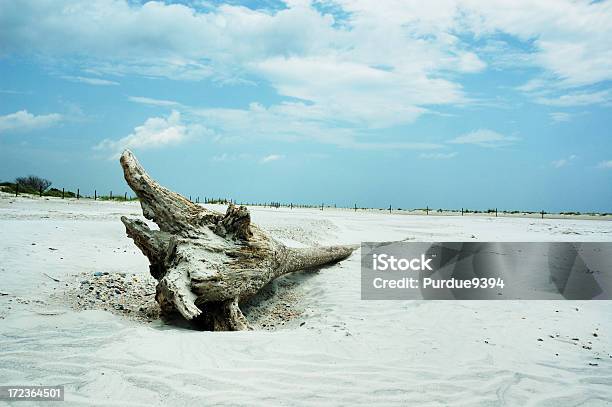 Driftwood Su Una Spiaggia Di Amelia Island - Fotografie stock e altre immagini di Bellezza naturale - Bellezza naturale, Ceppo, Composizione orizzontale