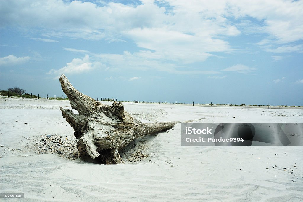 Madeira em Amelia Island Beach - Foto de stock de Areia royalty-free