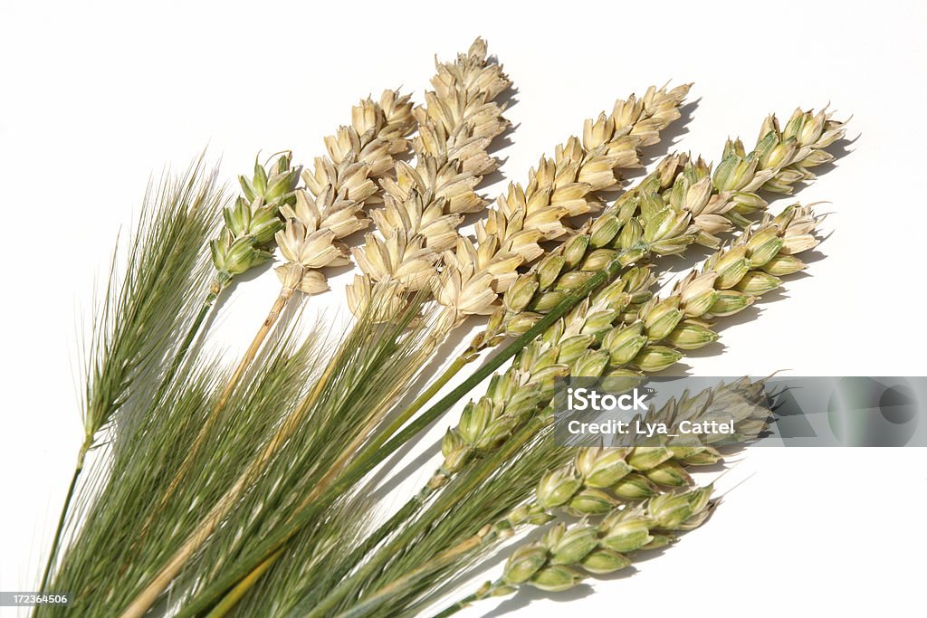 Isolierte Weizen-Kollektion # 1 - Lizenzfrei Brotsorte Stock-Foto