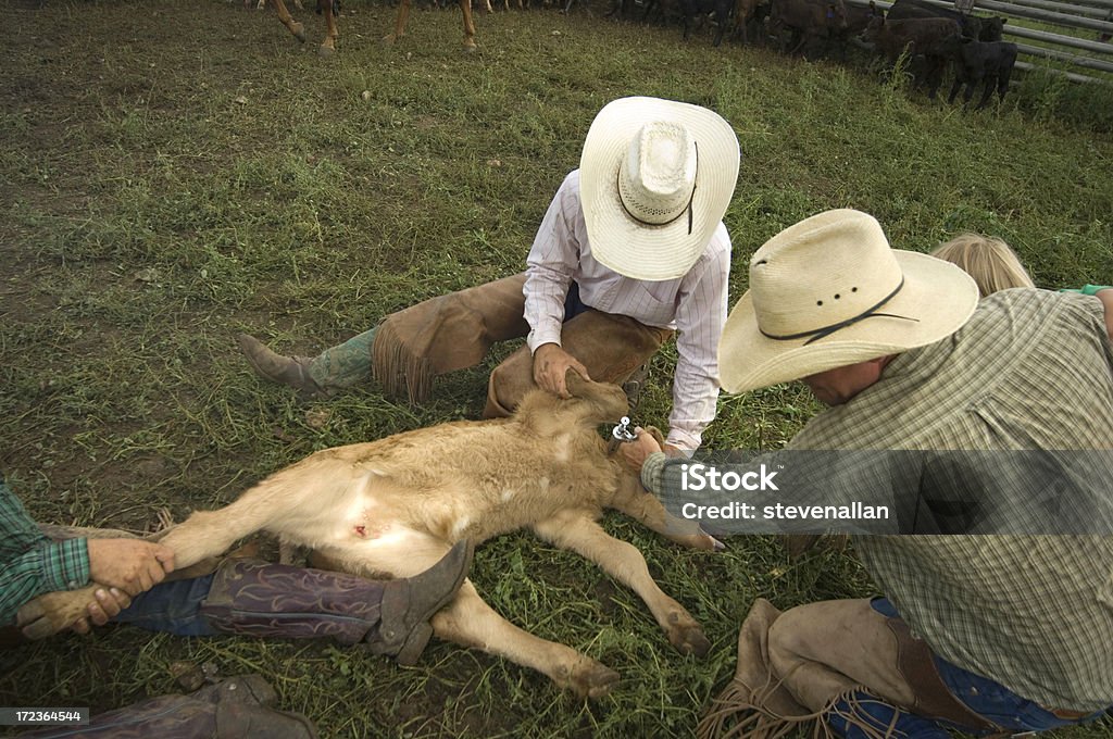 Cowboys - Royalty-free Gado doméstico Foto de stock