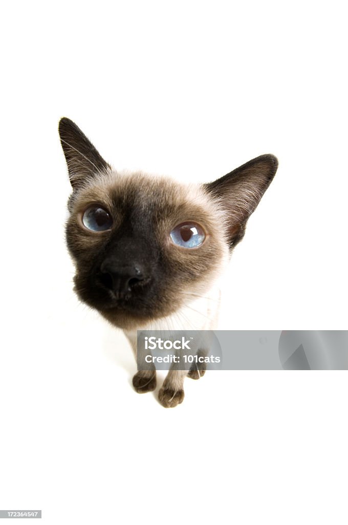 Большая Руководитель - Стоковые фото Американская короткошёрстная кошка роялти-фри