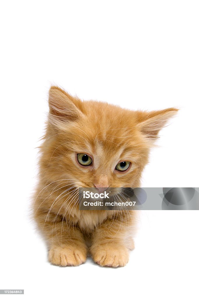 동물: 격리됨에 고양이 새끼 - 로열티 프리 0명 스톡 사진