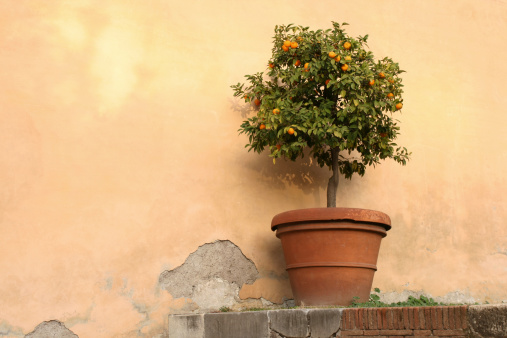 Potted orange tree in Rome, Italy