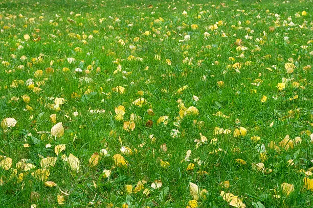 Yellow leaves scattered in green grass.