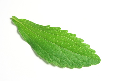 Closeup of a stevia Leaf