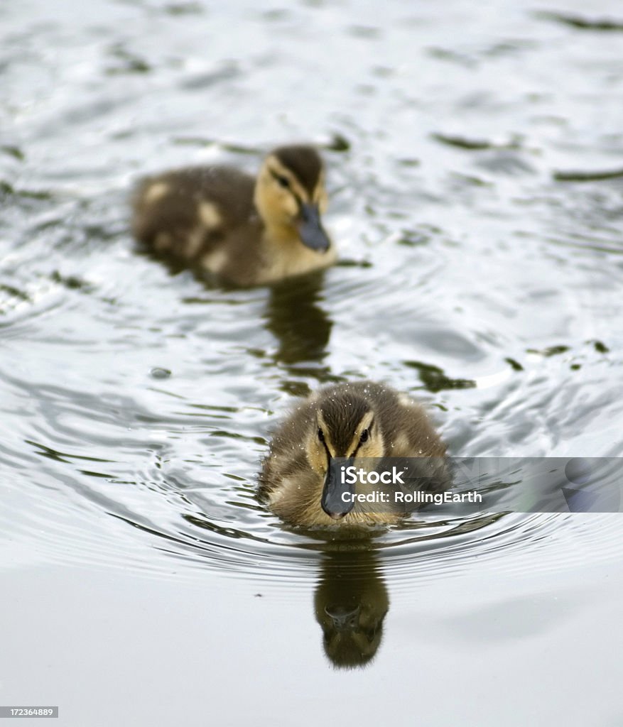 Par de Ducklings - Foto de stock de Animal royalty-free