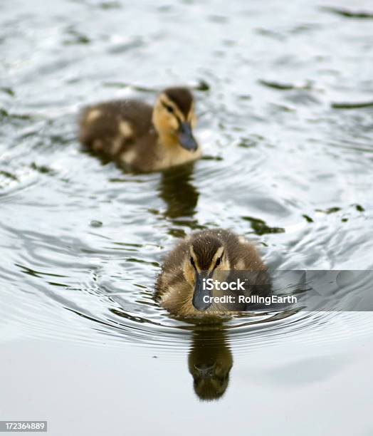 Foto de Par De Ducklings e mais fotos de stock de Animal - Animal, Animal recém-nascido, Animal selvagem