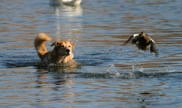 Uccello cane - foto stock