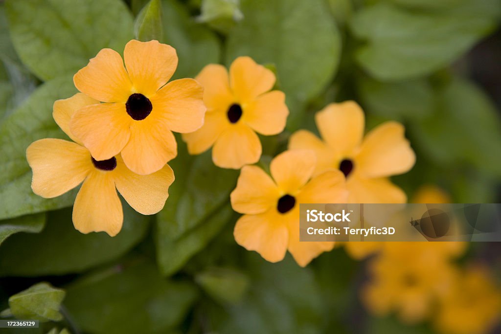 Thunbergia Arancio fiori, Thunbergia alata in bloembedden - Foto stock royalty-free di Thunbergia mysorensis