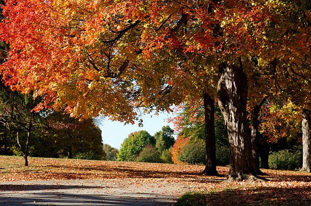 Beautiful fall day in the park. Fall foliage abounding.