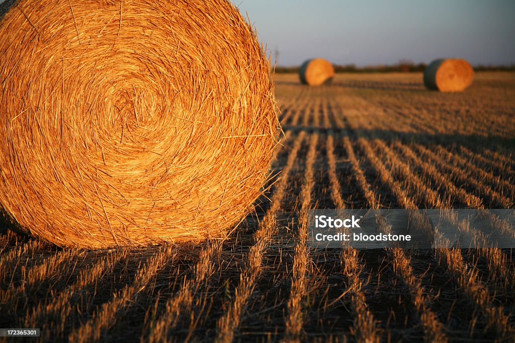 시골길 시리즈 - 로열티 프리 건초-재배 식물 스톡 사진