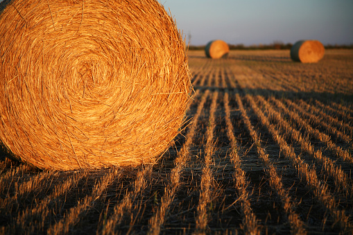 There are bales