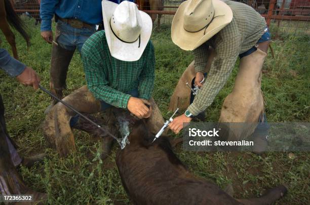 Foto de Cowboy e mais fotos de stock de Gado Doméstico Bovino - Gado Doméstico Bovino, Injetar, Vacina