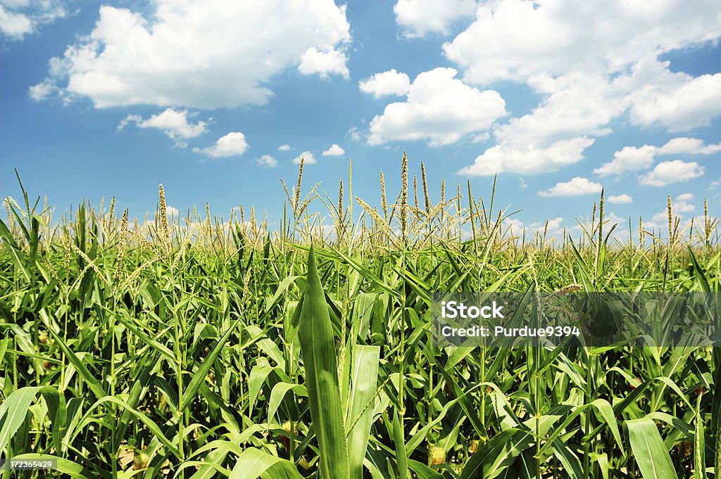 Indiana Cornfield mit Wolken auf hellen Sommer Tag - Lizenzfrei Mais - Zea Stock-Foto