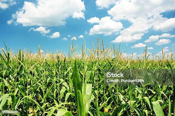 Indiana Cornfield Mit Wolken Auf Hellen Sommer Tag Stockfoto und mehr Bilder von Mais - Zea - Mais - Zea, Mais - Gemüse, Feld